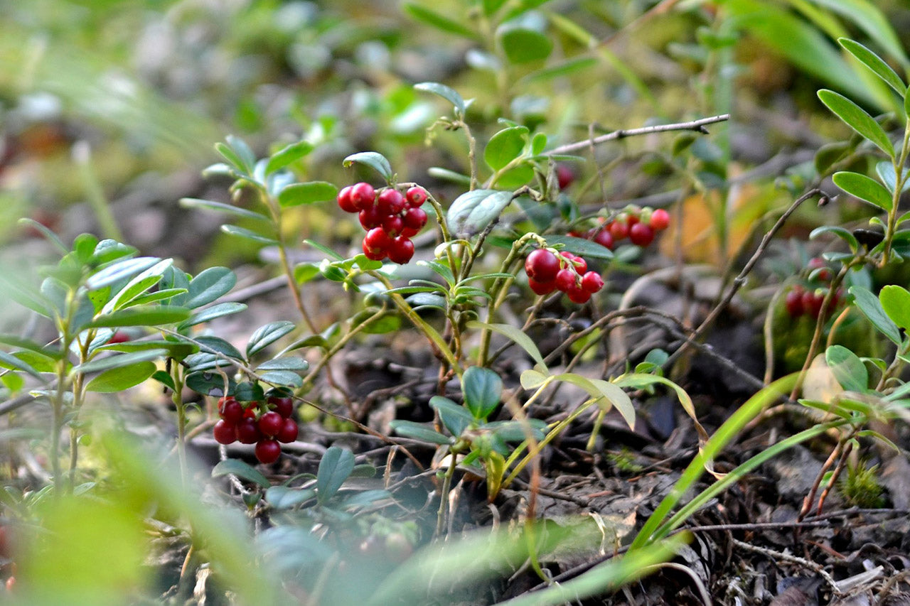 Cranberry – Simpson's Nurseries Ltd