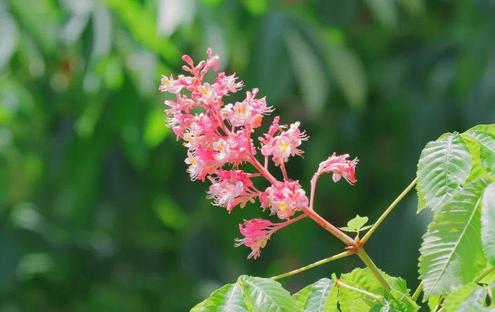 Aesculus (Horse Chestnut) - Simpson's Nurseries Ltd