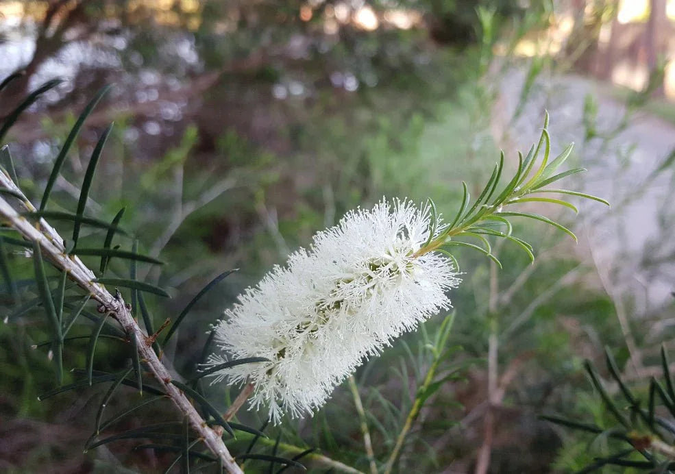 Callistemon (Bottlebrush) - Simpson's Nurseries Ltd