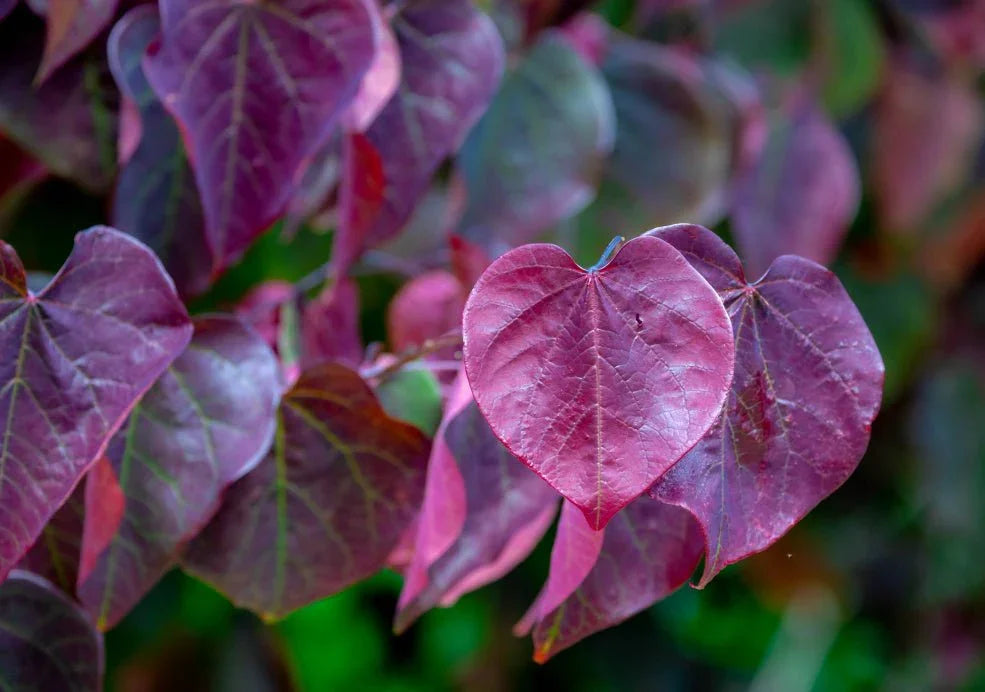 Cercis (Redbud & Judus) - Simpson's Nurseries Ltd