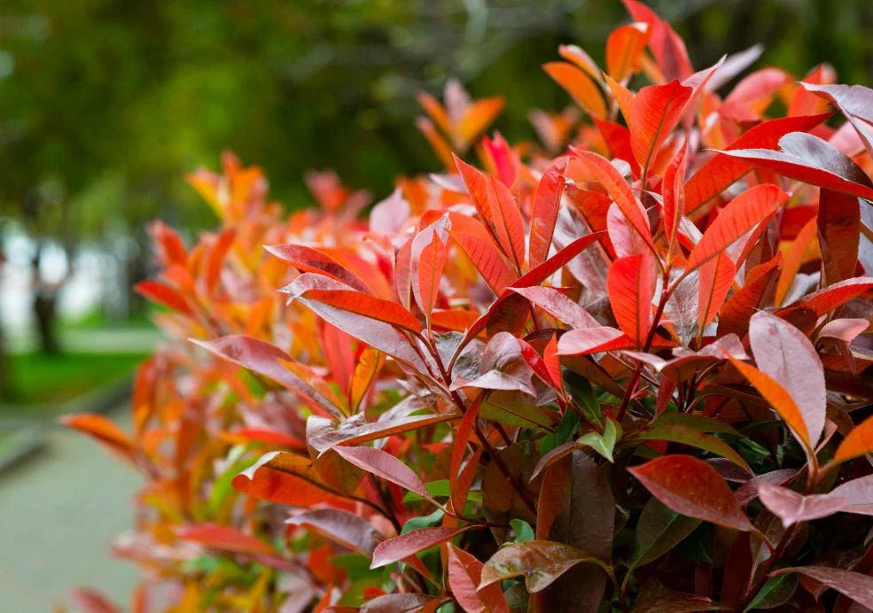 Photinia (Red Robin) – Simpson's Nurseries Ltd