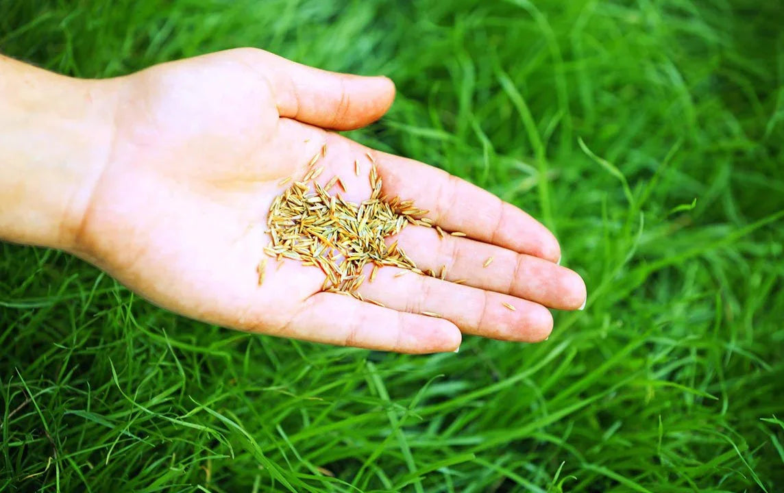 Grass Seed - Simpson's Nurseries Ltd