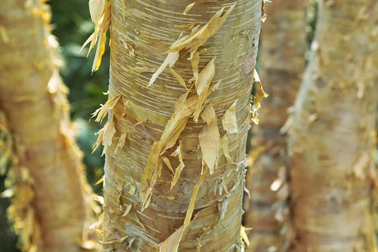 Betula (Erman's Birch)