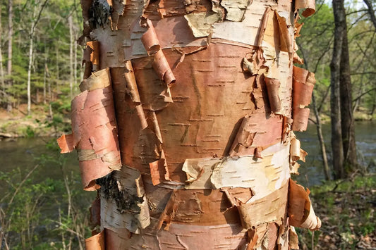Betula (Other Birches)