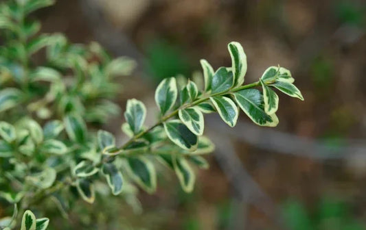 Buxus (Box)