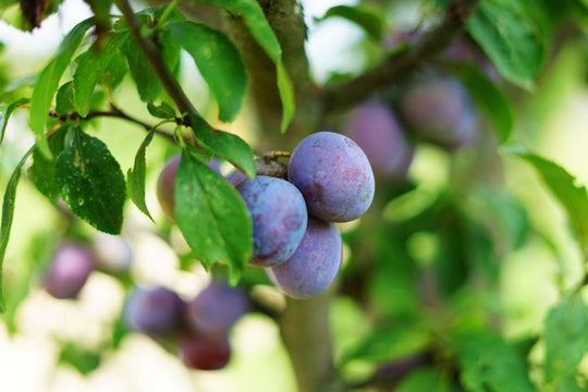 Damson Trees – Simpson's Nurseries Ltd