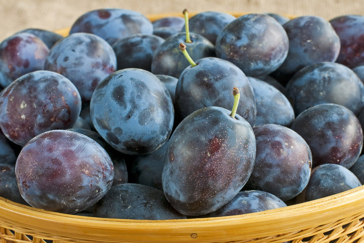 Damson Trees – Simpson's Nurseries Ltd