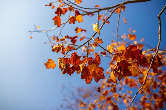 Acer (Field Maple)