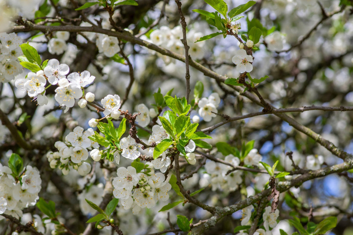 Greengage Trees Simpson s Nurseries Ltd greengage-trees-simpson-s-nurseries-ltd