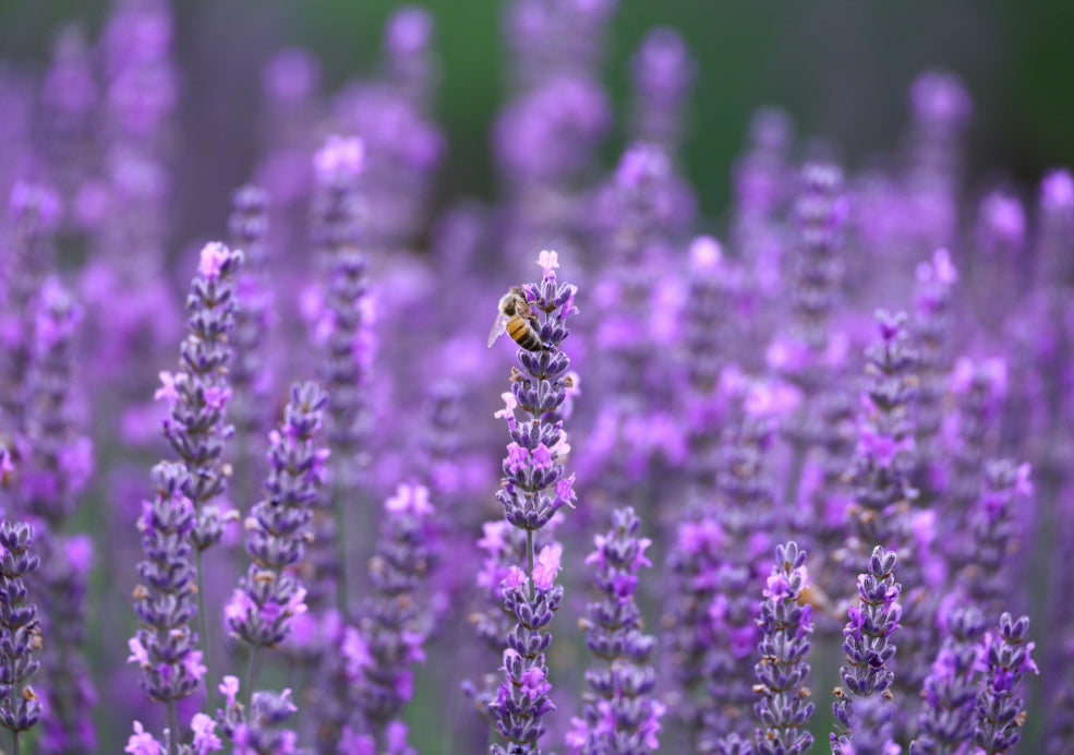 Plant Nectar-Rich Flowers for Bees