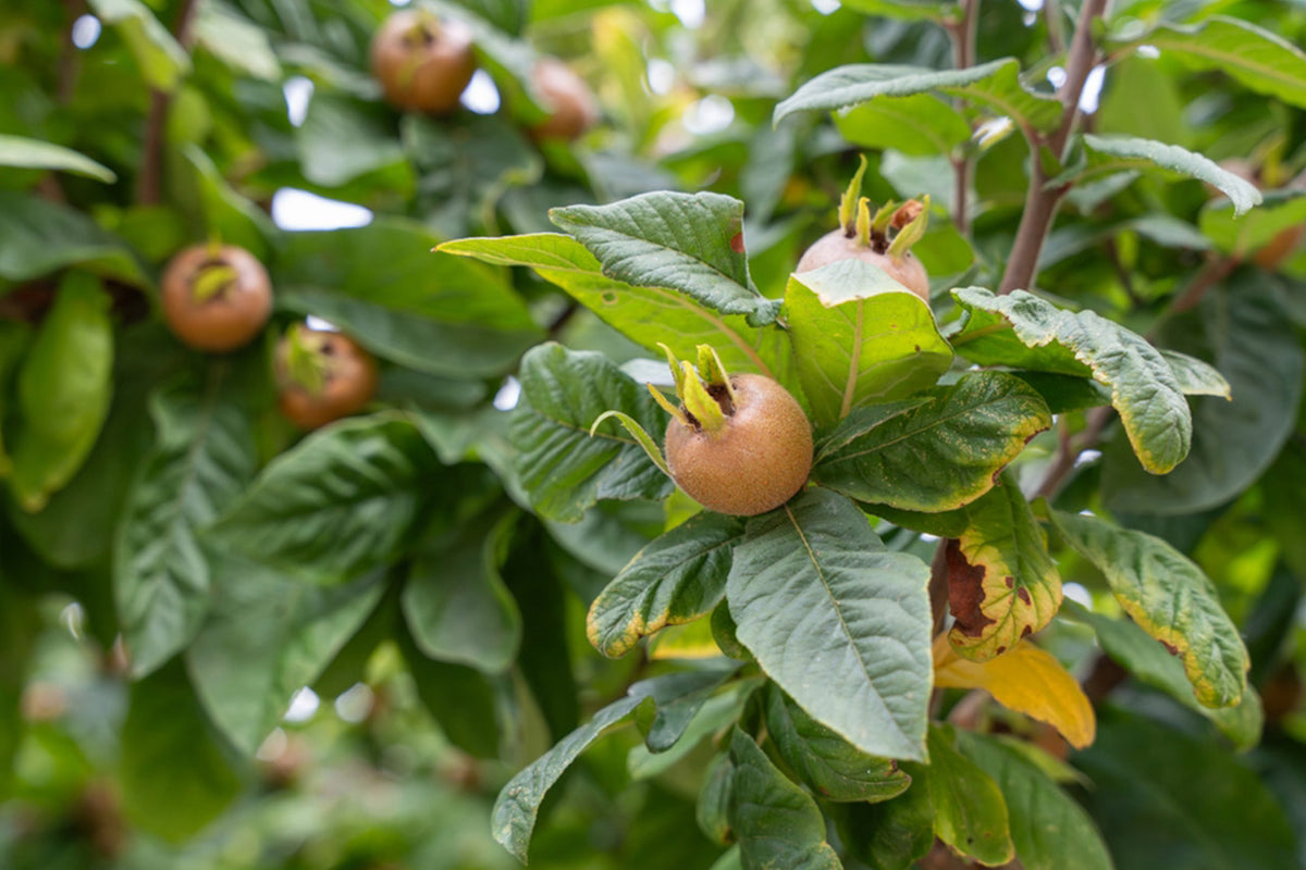 Medlar Trees – Simpson's Nurseries Ltd
