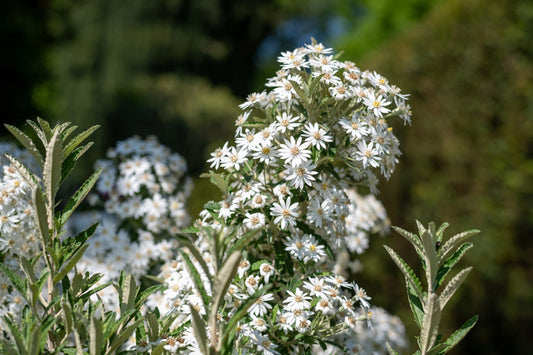Olearia (Daisy Bushes)