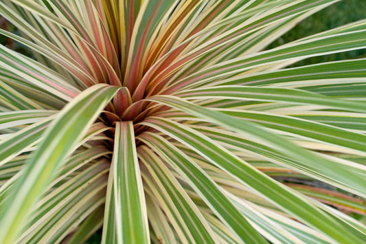 Phormium (New Zealand Flax)