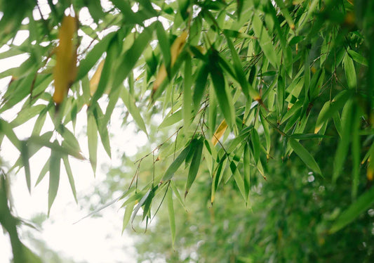 Phyllostachys (Bamboo)