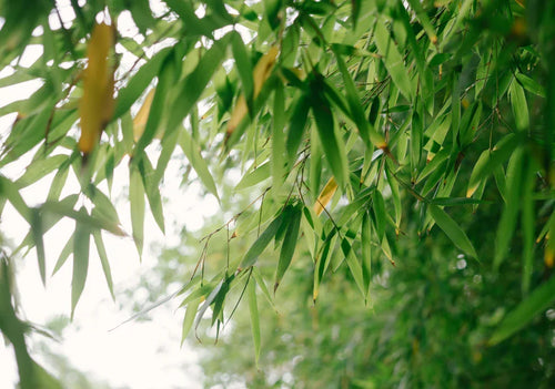 Phyllostachys (Bamboo)