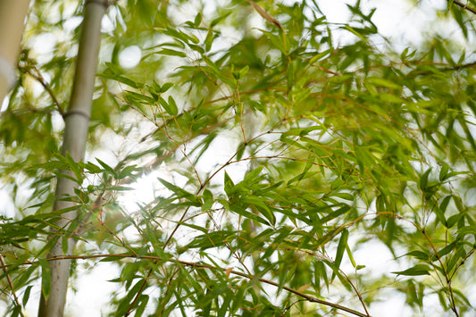 Phyllostachys (Bamboo)