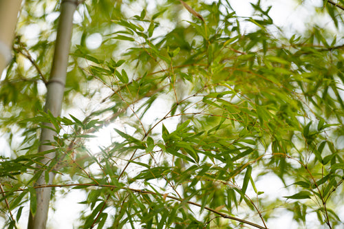 Phyllostachys (Bamboo)