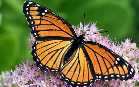 Choose Butterfly-Friendly Plants