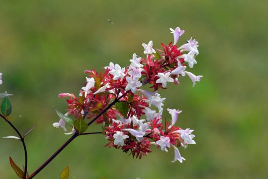 Abelia - Simpson's Nurseries Ltd