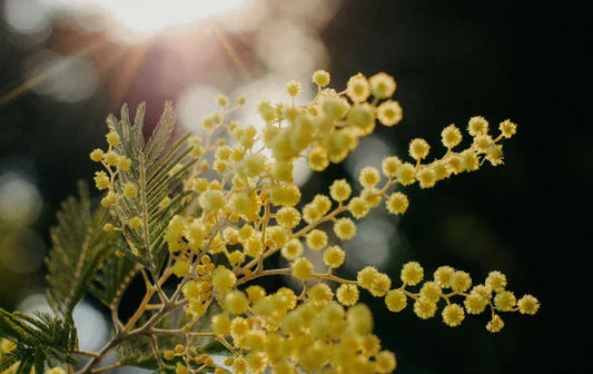 Acacia (Mimosa) - Simpson's Nurseries Ltd