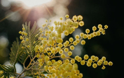 Acacia (Mimosa) - Simpson's Nurseries Ltd