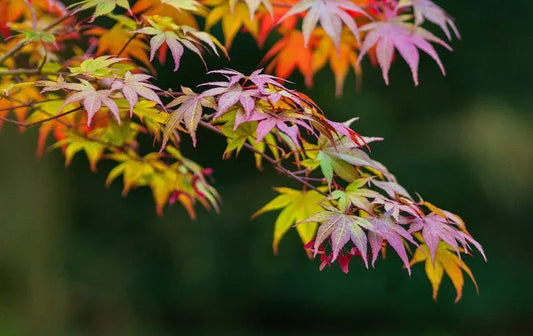 Acer (Japanese Maple) - Simpson's Nurseries Ltd