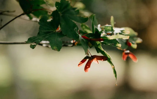 Acer (Sycamore) - Simpson's Nurseries Ltd