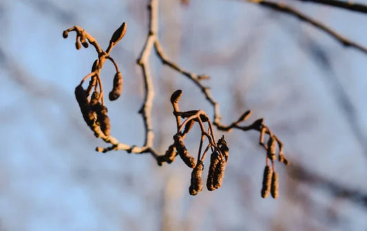 Alnus (Alder) - Simpson's Nurseries Ltd