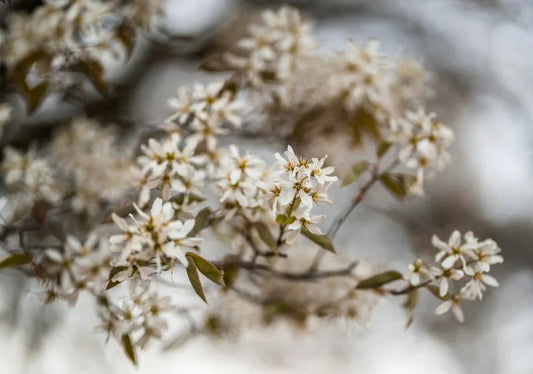 Amelanchier - Simpson's Nurseries Ltd