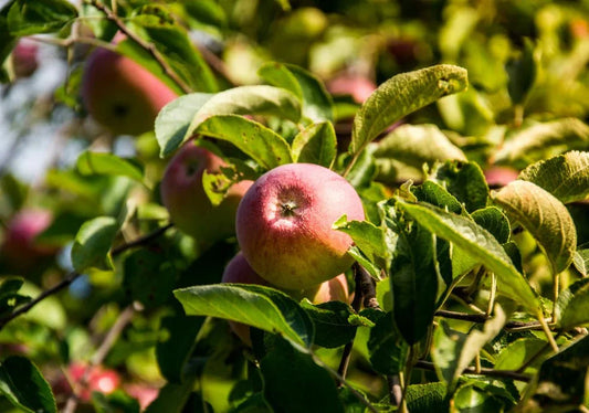 Apple Trees - Simpson's Nurseries Ltd