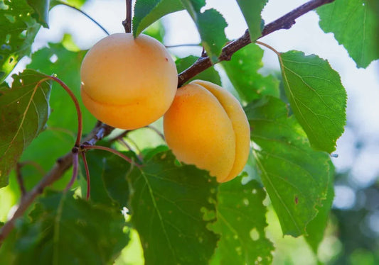 Apricot Trees - Simpson's Nurseries Ltd