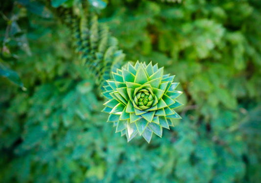 Araucaria (Monkey Puzzle) - Simpson's Nurseries Ltd