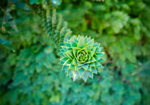 Araucaria (Monkey Puzzle) - Simpson's Nurseries Ltd