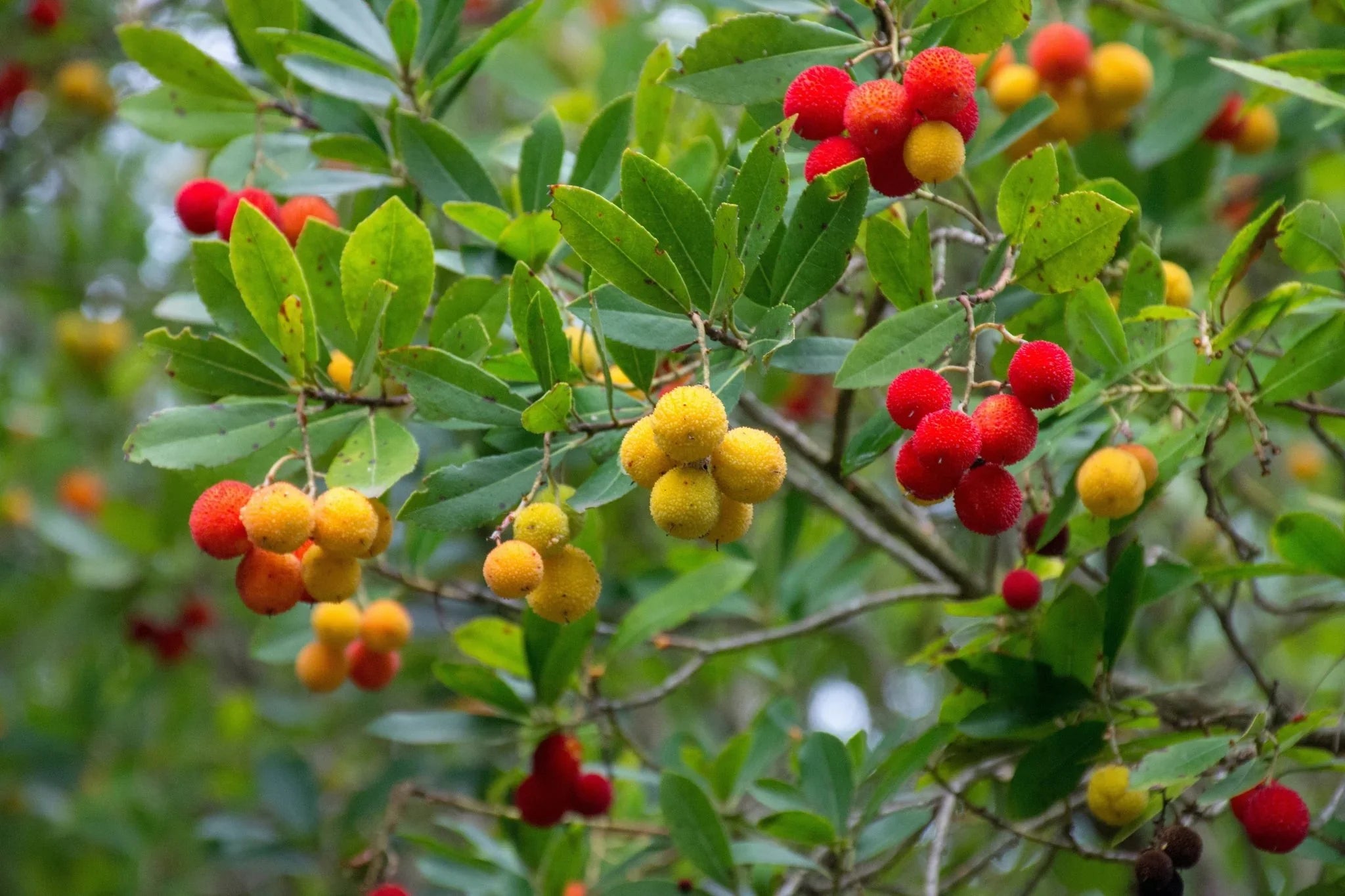 Arbutus (Strawberry Tree) - Simpson's Nurseries Ltd