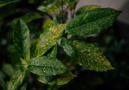 Aucuba (Spotted Laurel) - Simpson's Nurseries Ltd