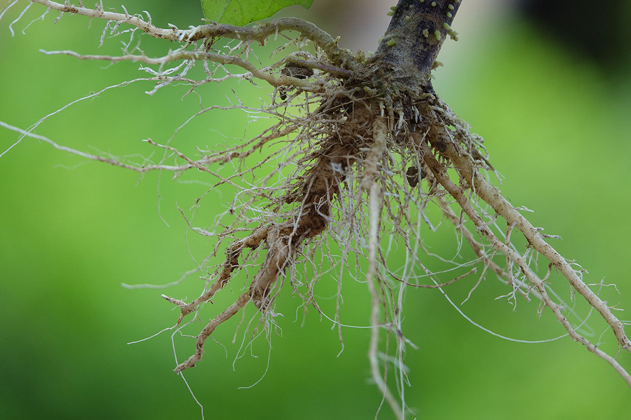 Bare-rooted and root-balled trees and shrubs