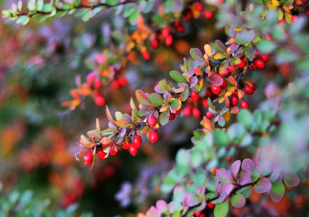 Berberis (Barberry) - Simpson's Nurseries Ltd