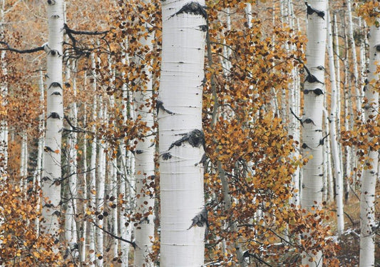 Betula (Birch) - Simpson's Nurseries Ltd