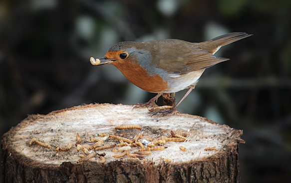 Provide Food and Shelter for Birds