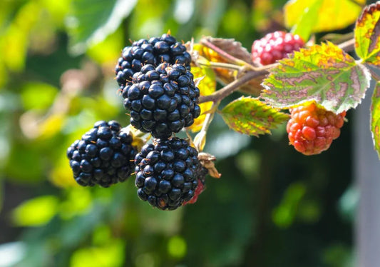 Blackberry - Simpson's Nurseries Ltd