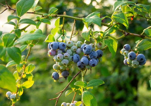 Blueberry - Simpson's Nurseries Ltd