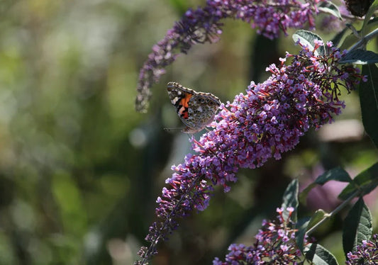 Buddleja (Butterfly Bushes) - Simpson's Nurseries Ltd