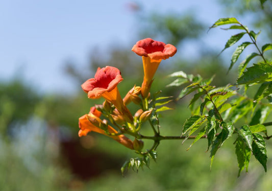 Campsis (Trumpet Vine) - Simpson's Nurseries Ltd