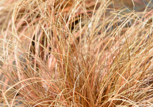 Carex - Simpson's Nurseries Ltd