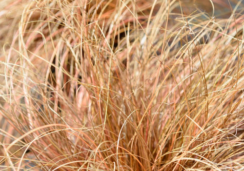 Carex - Simpson's Nurseries Ltd