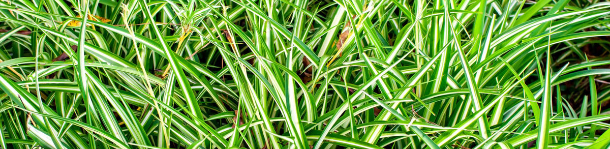 Seege Carex – Simpson's Nurseries Ltd