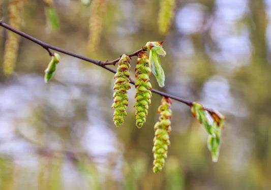 Carpinus (Hornbeam) - Simpson's Nurseries Ltd