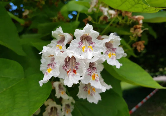 Catalpa (Indian Bean) - Simpson's Nurseries Ltd