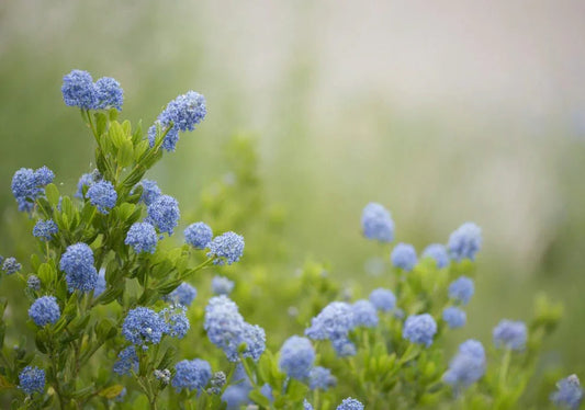 Ceanothus (Californian Lilac) - Simpson's Nurseries Ltd