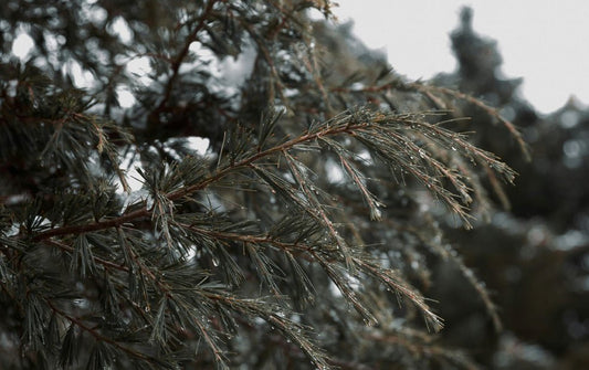 Cedrus (Cedar) - Simpson's Nurseries Ltd